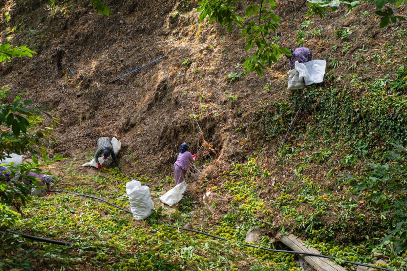 Sırıklarla kestane hasadı - Resim: 10