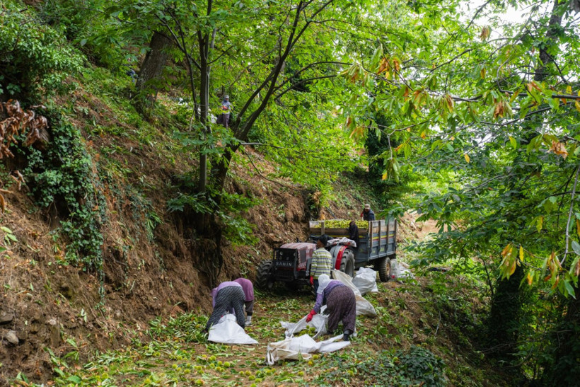 Sırıklarla kestane hasadı - Resim: 11