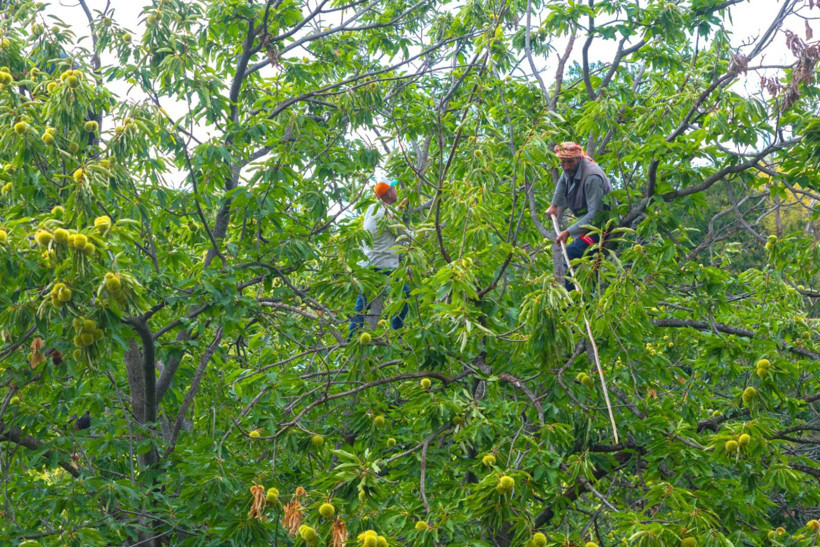 Sırıklarla kestane hasadı - Resim: 12