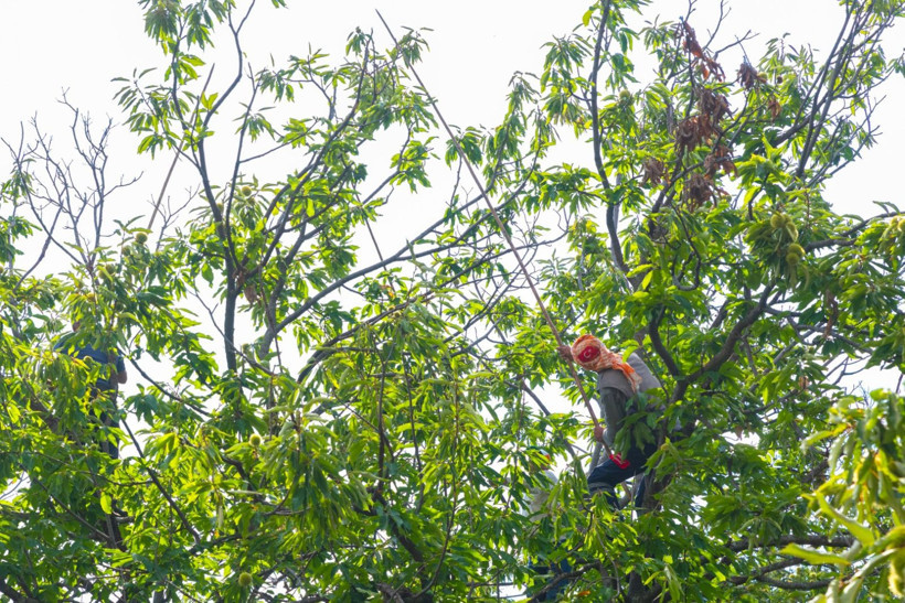 Sırıklarla kestane hasadı - Resim: 13