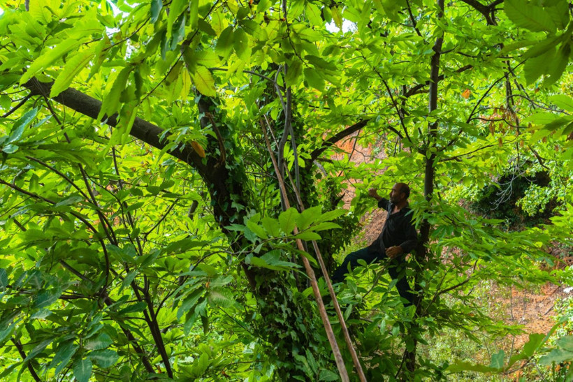 Sırıklarla kestane hasadı - Resim: 14