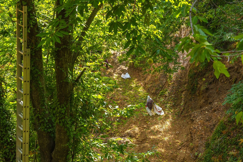 Sırıklarla kestane hasadı - Resim: 15