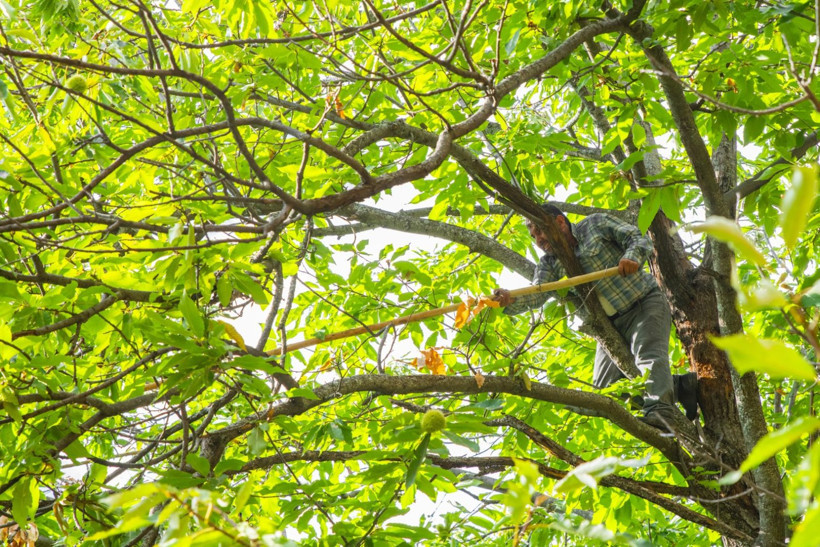 Sırıklarla kestane hasadı - Resim: 16