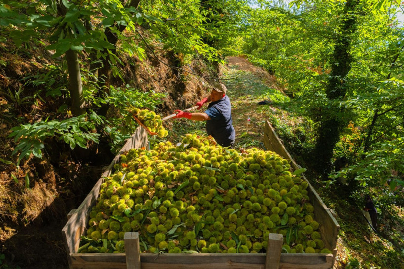 Sırıklarla kestane hasadı - Resim: 17