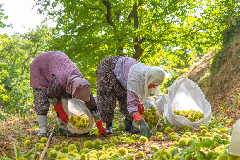 Sırıklarla kestane hasadı - Resim: 19