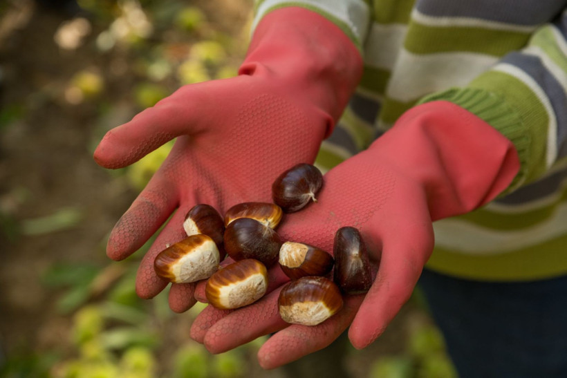 Sırıklarla kestane hasadı - Resim: 20