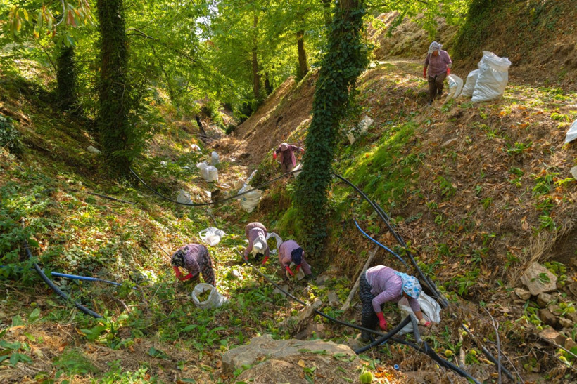 Sırıklarla kestane hasadı - Resim: 21