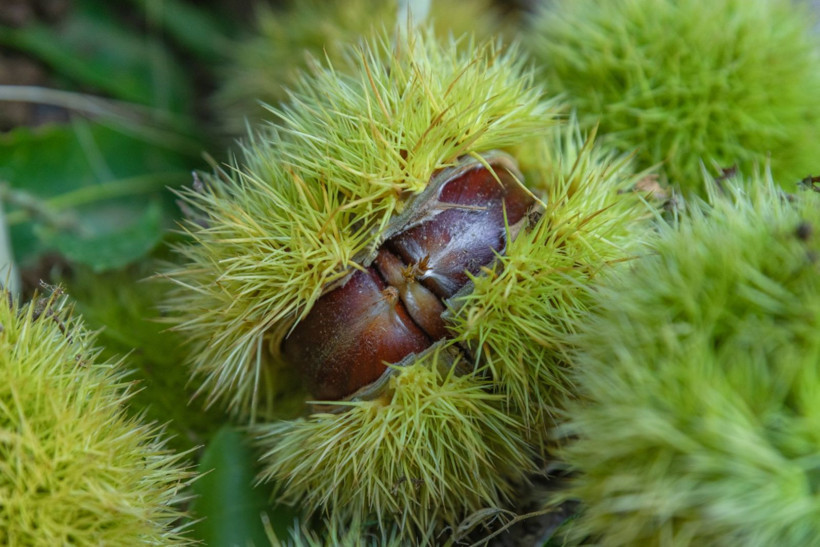 Sırıklarla kestane hasadı - Resim: 22