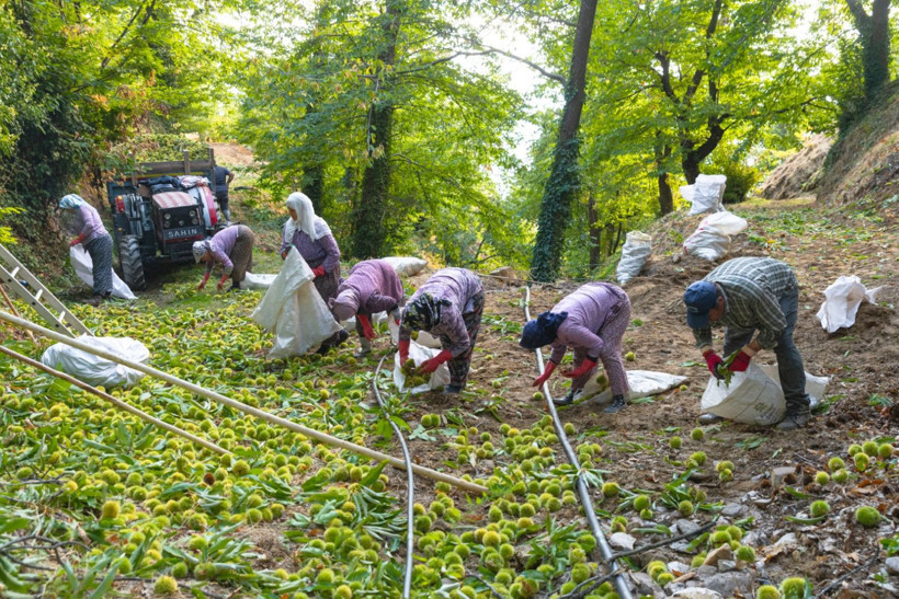 Sırıklarla kestane hasadı - Resim: 23