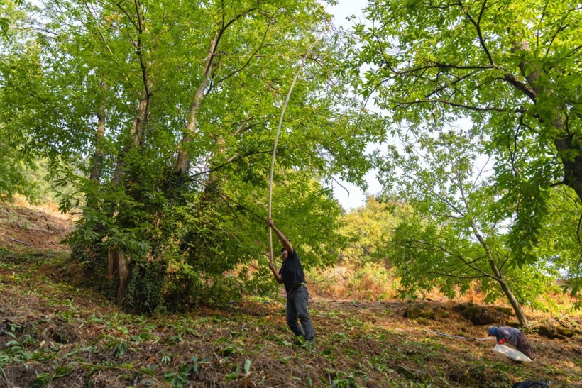 Sırıklarla kestane hasadı - Resim: 24