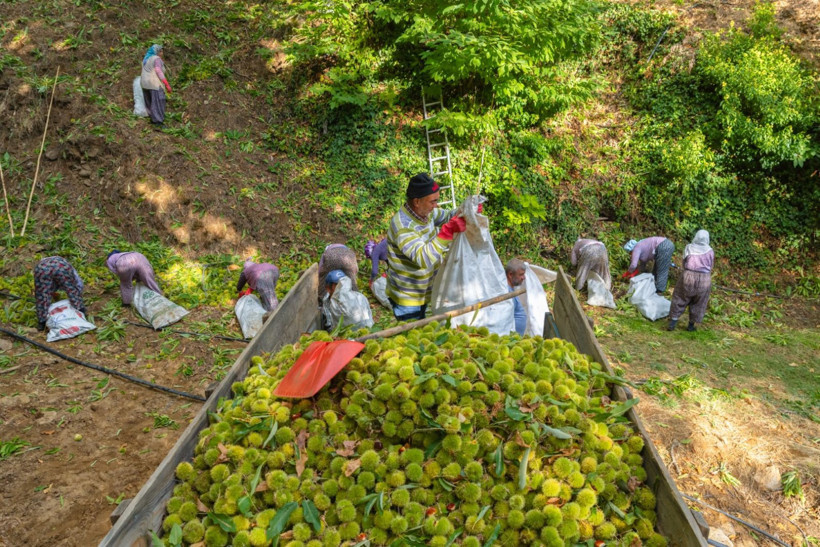 Sırıklarla kestane hasadı - Resim: 25