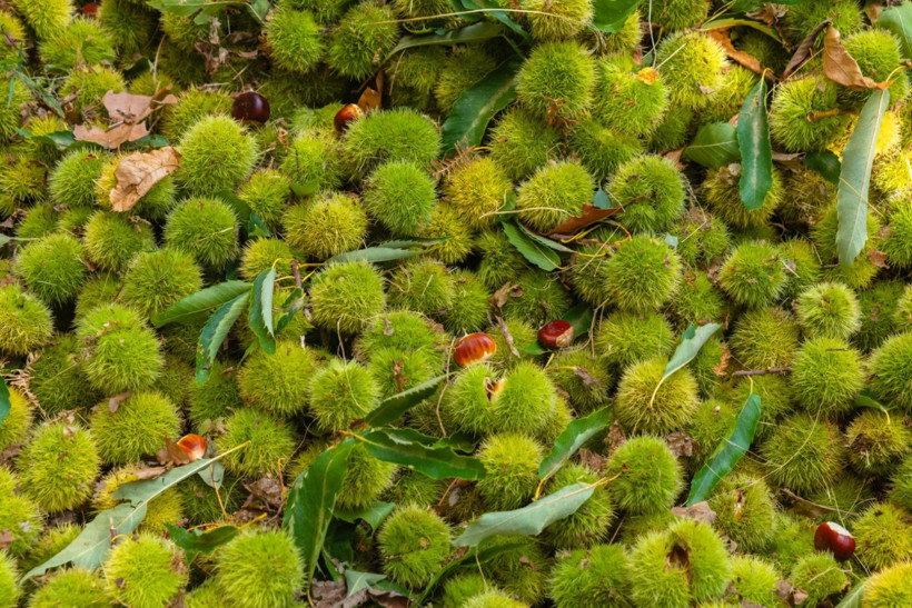 Sırıklarla kestane hasadı - Resim: 26