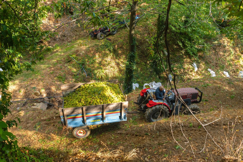 Sırıklarla kestane hasadı - Resim: 27