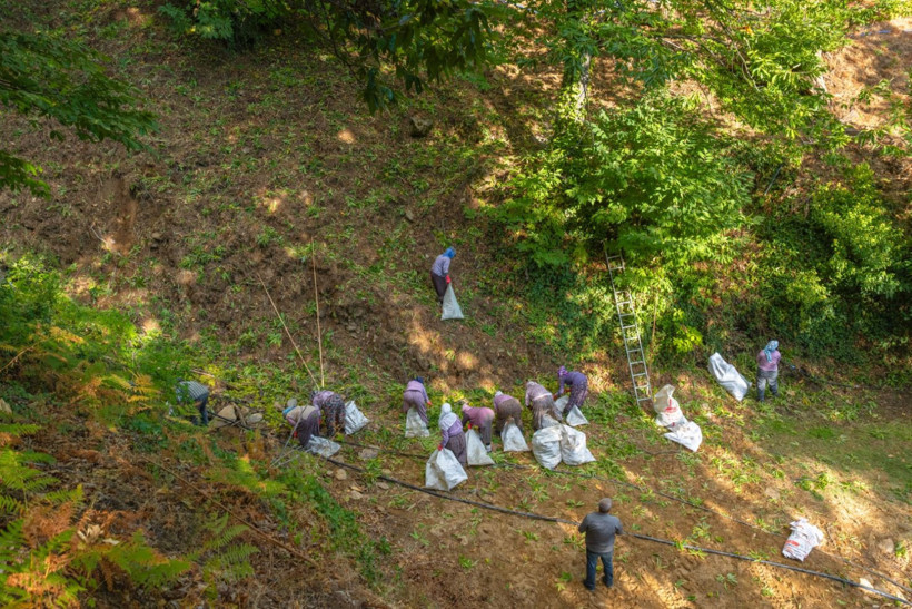 Sırıklarla kestane hasadı - Resim: 28