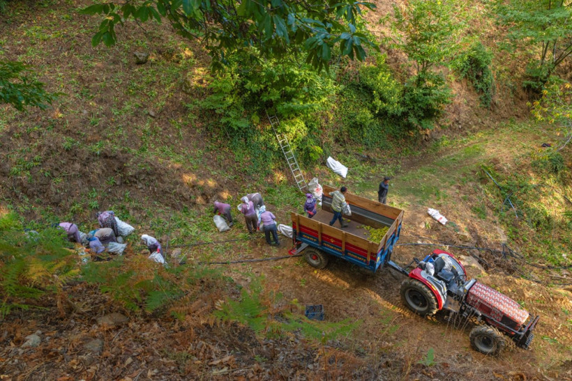Sırıklarla kestane hasadı - Resim: 29