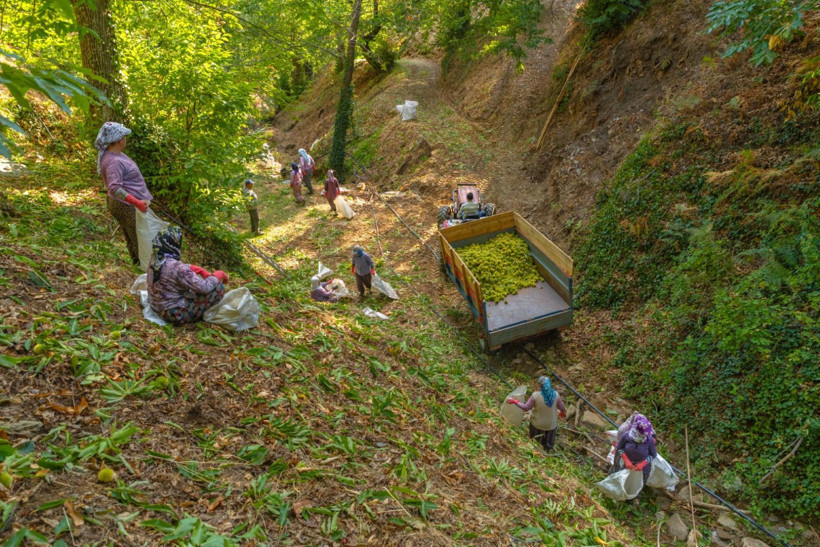 Sırıklarla kestane hasadı - Resim: 30