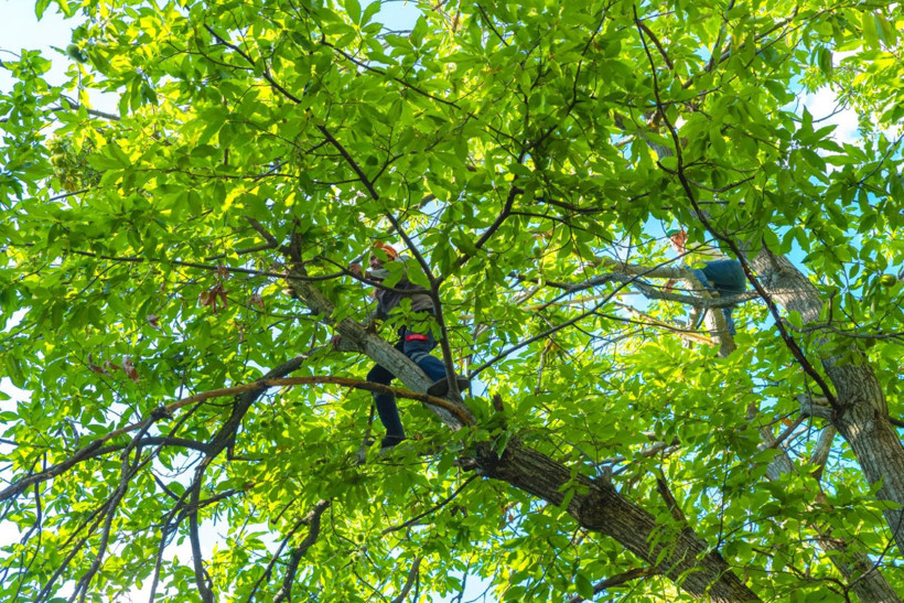 Sırıklarla kestane hasadı - Resim: 31