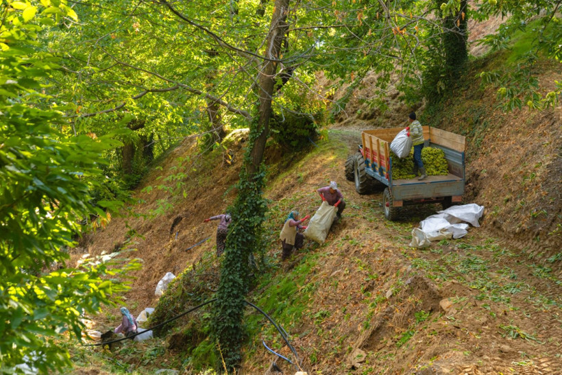 Sırıklarla kestane hasadı - Resim: 32