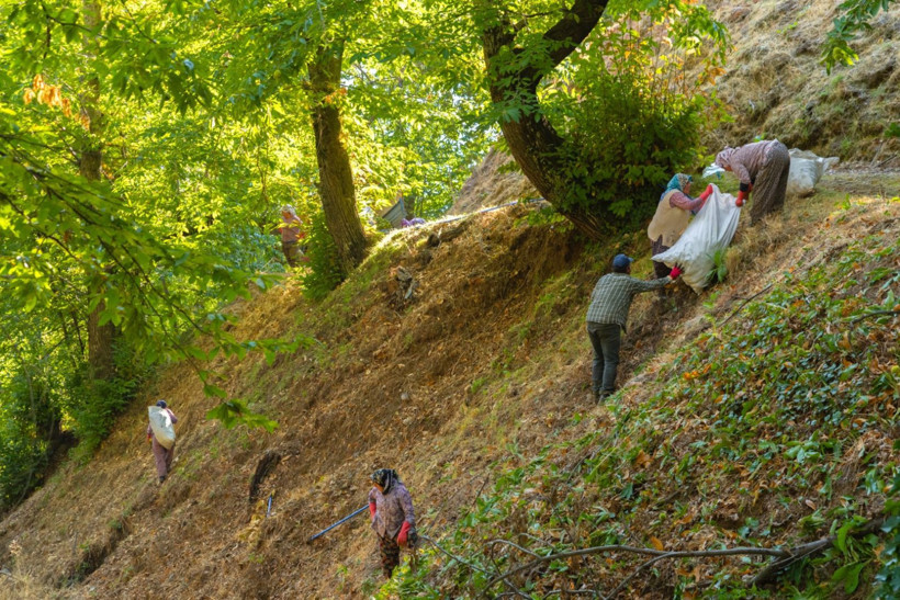 Sırıklarla kestane hasadı - Resim: 33