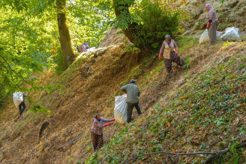 Sırıklarla kestane hasadı - Resim: 34