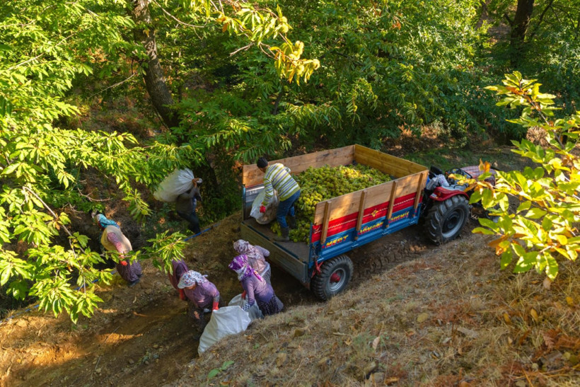 Sırıklarla kestane hasadı - Resim: 35