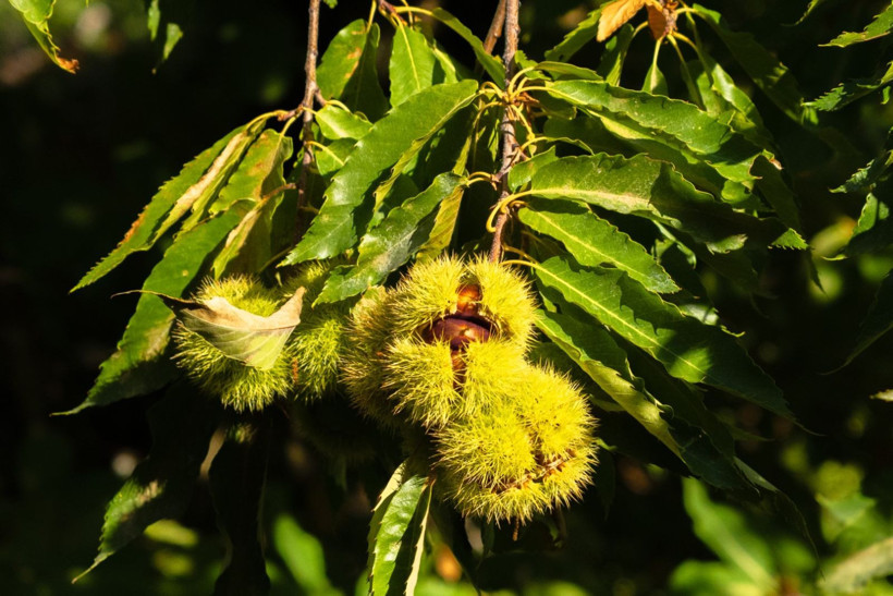 Sırıklarla kestane hasadı - Resim: 36