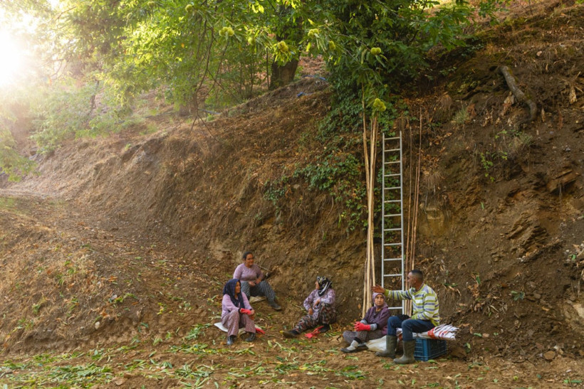 Sırıklarla kestane hasadı - Resim: 37