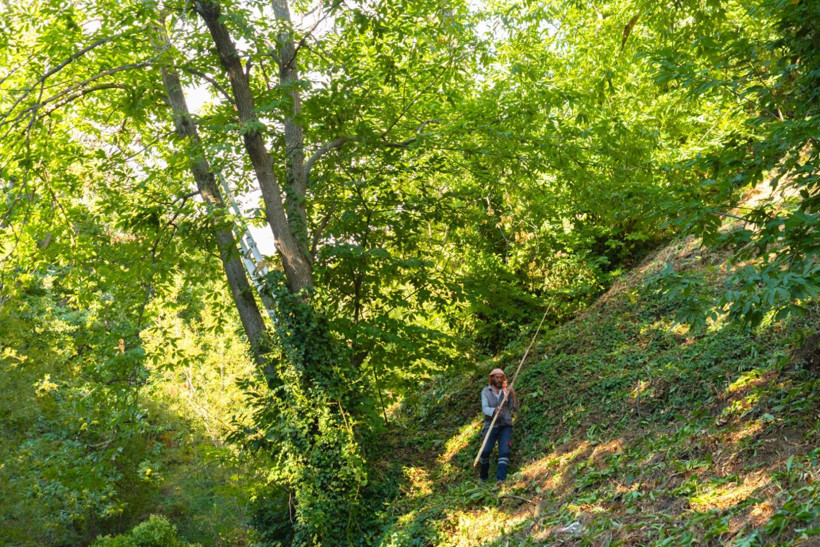 Sırıklarla kestane hasadı - Resim: 38