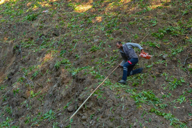 Sırıklarla kestane hasadı - Resim: 39