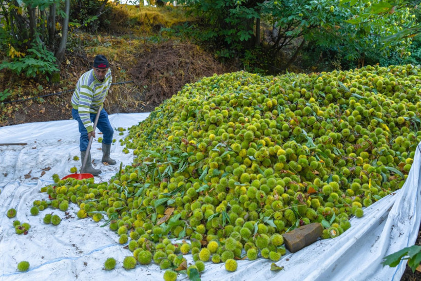 Sırıklarla kestane hasadı - Resim: 40