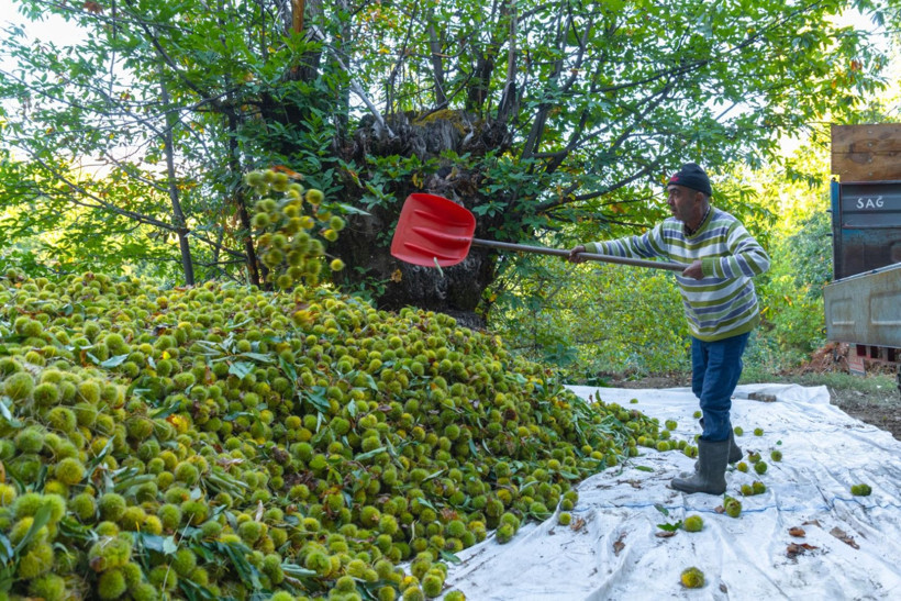 Sırıklarla kestane hasadı - Resim: 41