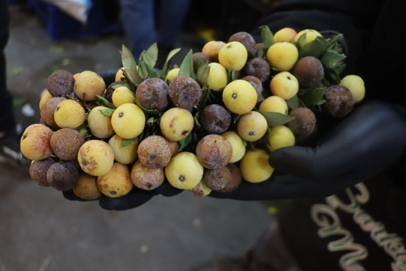 Çürüdükten sonra yiyorlar: Şifa arayanların gözdesi oldu - Resim : 1