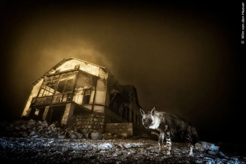 Vahşi Doğa Fotoğrafçılığı yarışmasının kazananları açıklandı: İşte büyüleyen kareler - Resim: 1