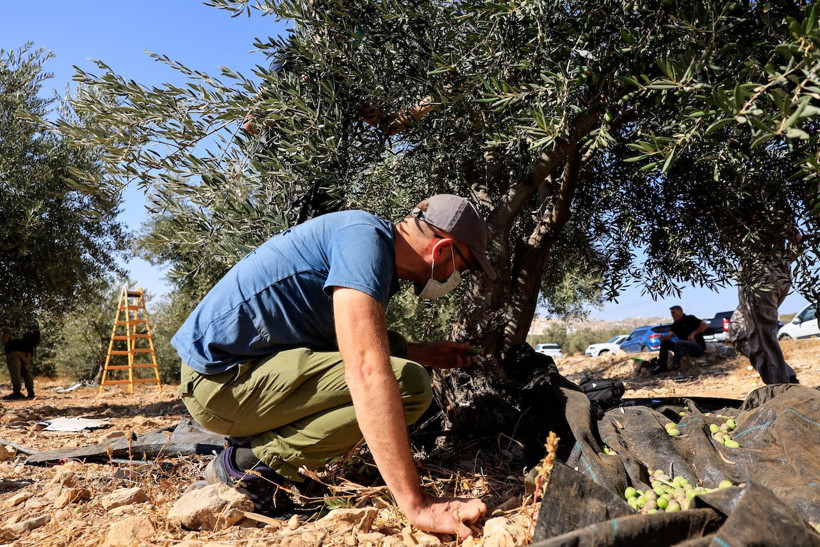 Filistinliler İsrail ordusunun gölgesinde zeytin hasadı yapmaya çalışıyor - Resim : 2