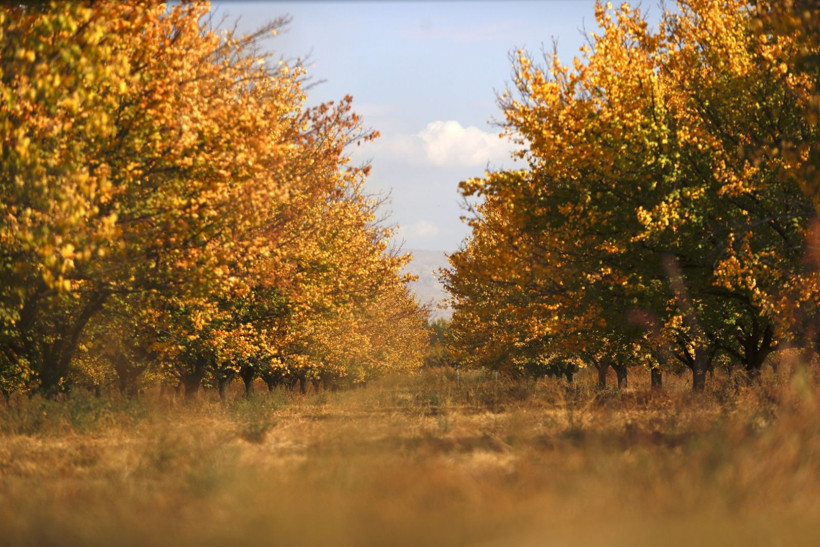 Kayısı bahçeleri büyüledi - Resim: 1
