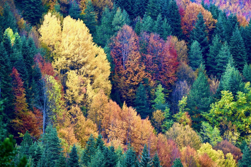 Tuval gibi: Düzce'den büyüleyen kareler - Resim: 2