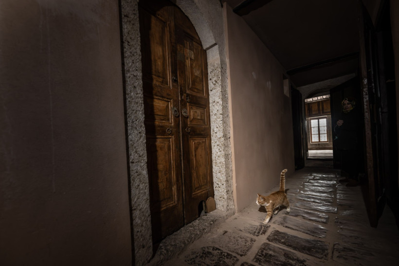 Topkapı Sarayı’nda tarih yeniden canlandı: “Şerbet” kedi kapısından geçti - Resim : 1