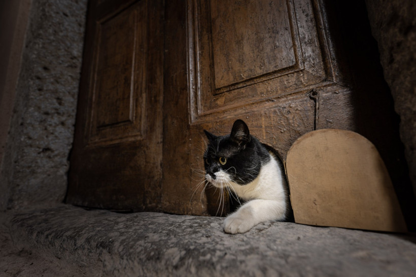 Topkapı Sarayı’nda tarih yeniden canlandı: “Şerbet” kedi kapısından geçti - Resim : 4