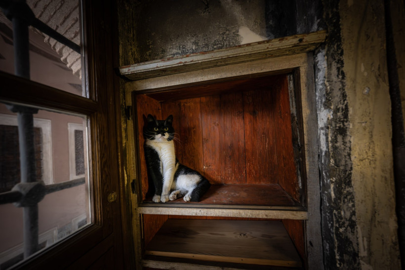 Topkapı Sarayı’nda tarih yeniden canlandı: “Şerbet” kedi kapısından geçti - Resim : 3