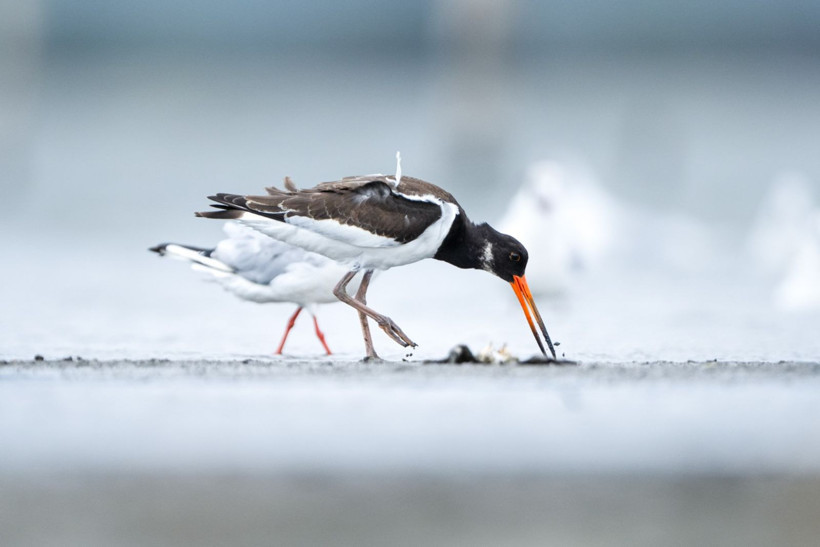 Sonbaharın habercileri Kocaçay’da - Resim: 1