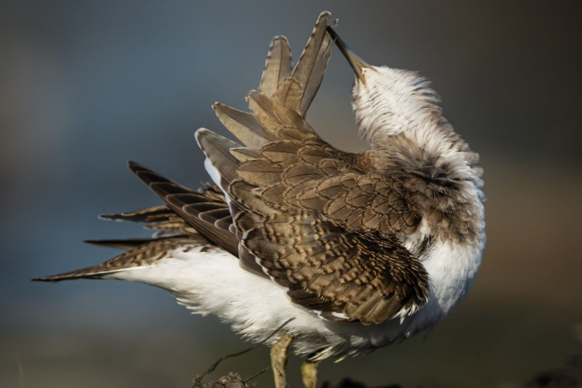 Sonbaharın habercileri Kocaçay’da - Resim: 2