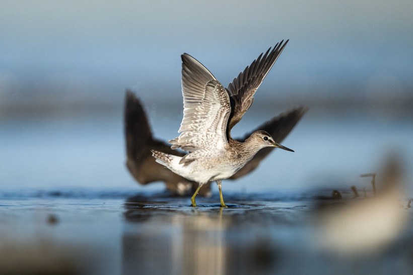 Sonbaharın habercileri Kocaçay’da - Resim: 4