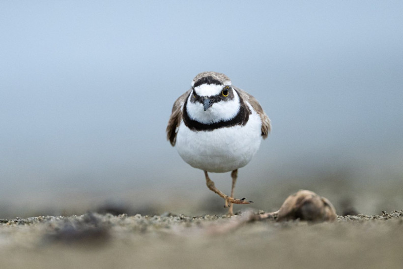 Sonbaharın habercileri Kocaçay’da - Resim: 6