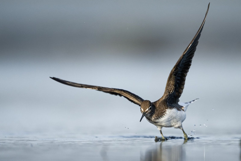 Sonbaharın habercileri Kocaçay’da - Resim: 7
