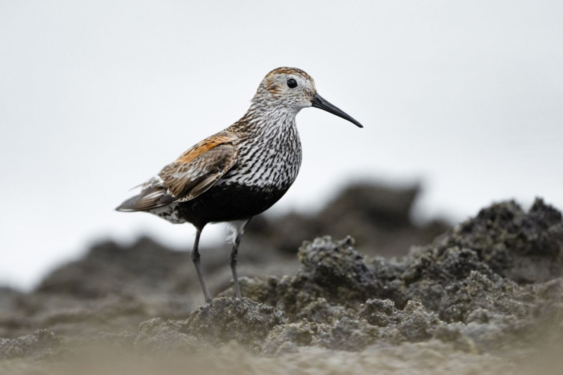 Sonbaharın habercileri Kocaçay’da - Resim: 9