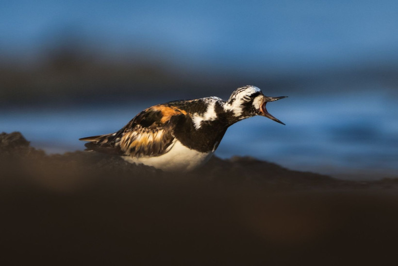 Sonbaharın habercileri Kocaçay’da - Resim: 11