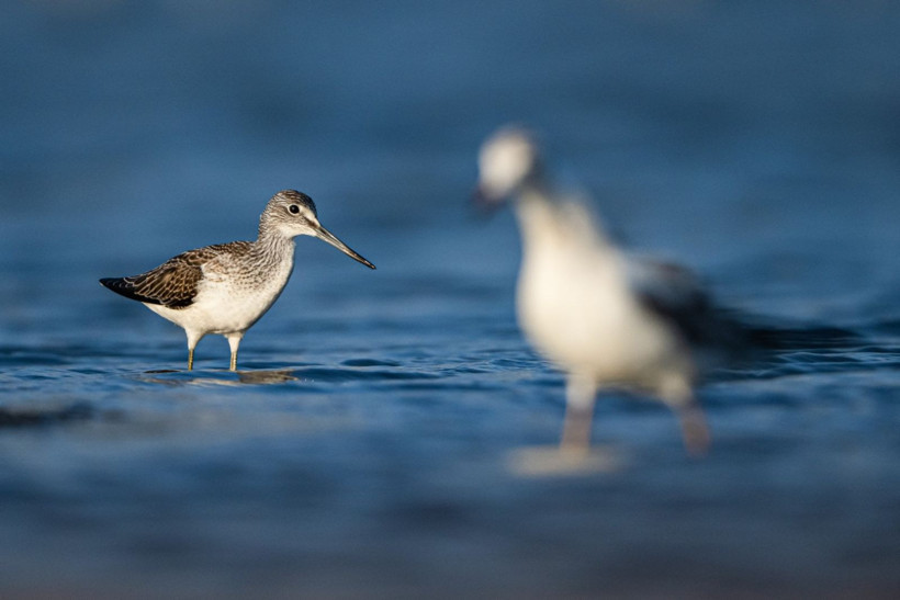 Sonbaharın habercileri Kocaçay’da - Resim: 12