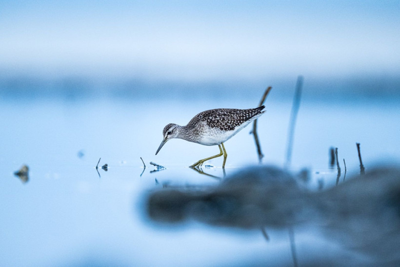 Sonbaharın habercileri Kocaçay’da - Resim: 13