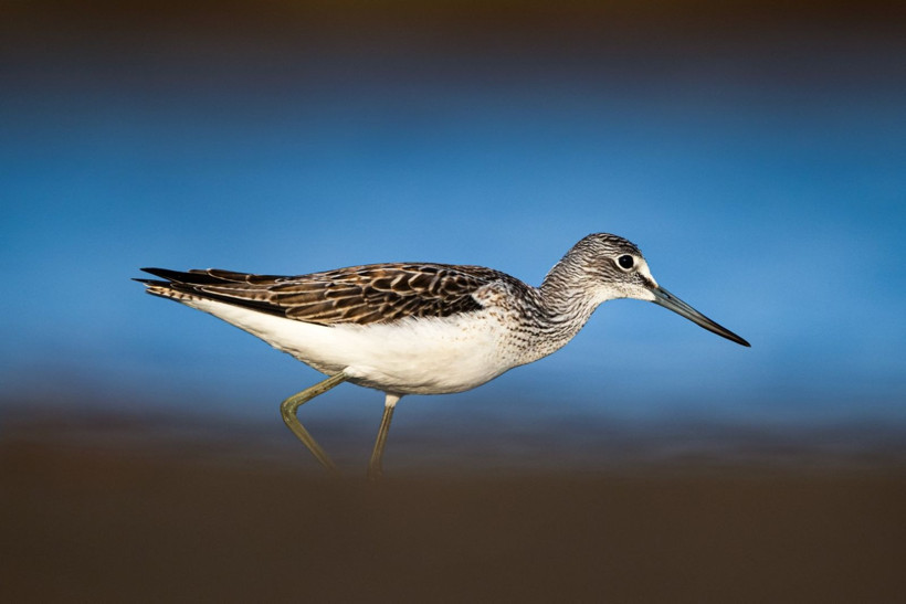 Sonbaharın habercileri Kocaçay’da - Resim: 14
