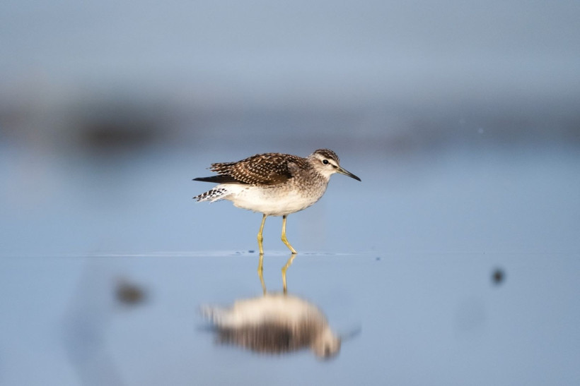 Sonbaharın habercileri Kocaçay’da - Resim: 17